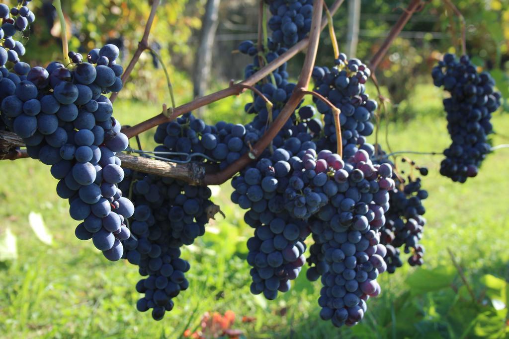 Azienda Agricola Garoglio Davide Alfiano Natta Exteriör bild