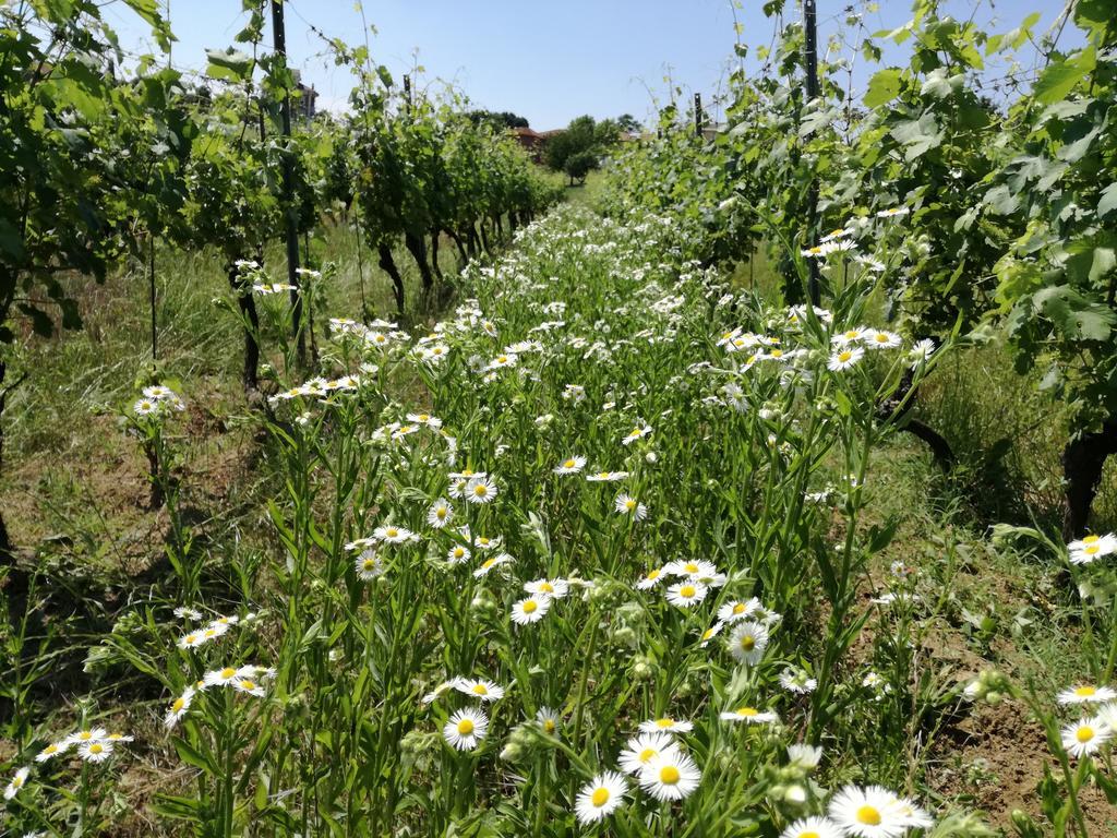 Azienda Agricola Garoglio Davide Alfiano Natta Exteriör bild